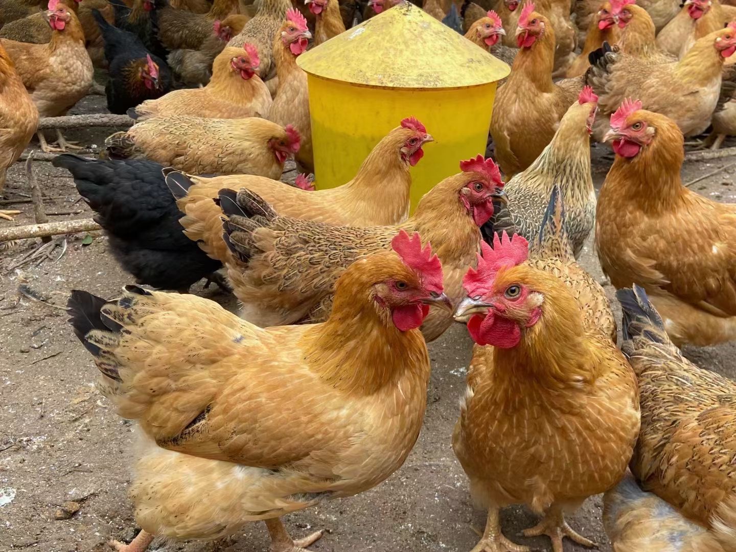 深度探讨肉鸡养殖问题