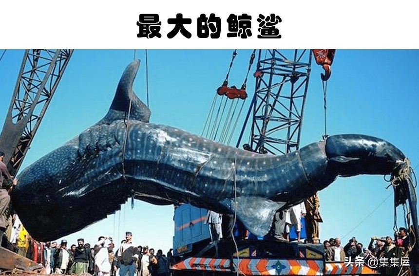 最大承载量是指什么