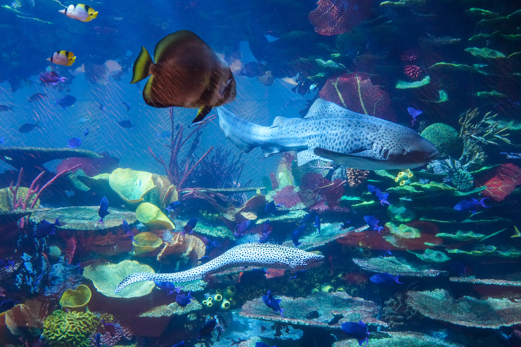 小哥探索海底生物