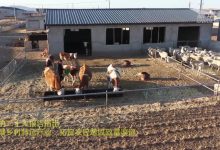 全面解析Him服务器配置与参数 (全面解析湖人防守体系)-虎跃云资讯网