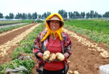 网易土豆服务器性价比分析 (网易土豆服务器)-虎跃云资讯网