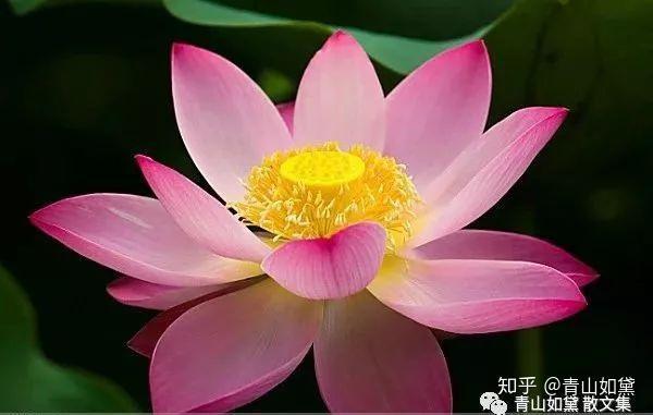 莲花专题