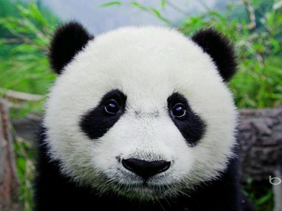 熊猫直播间平台
