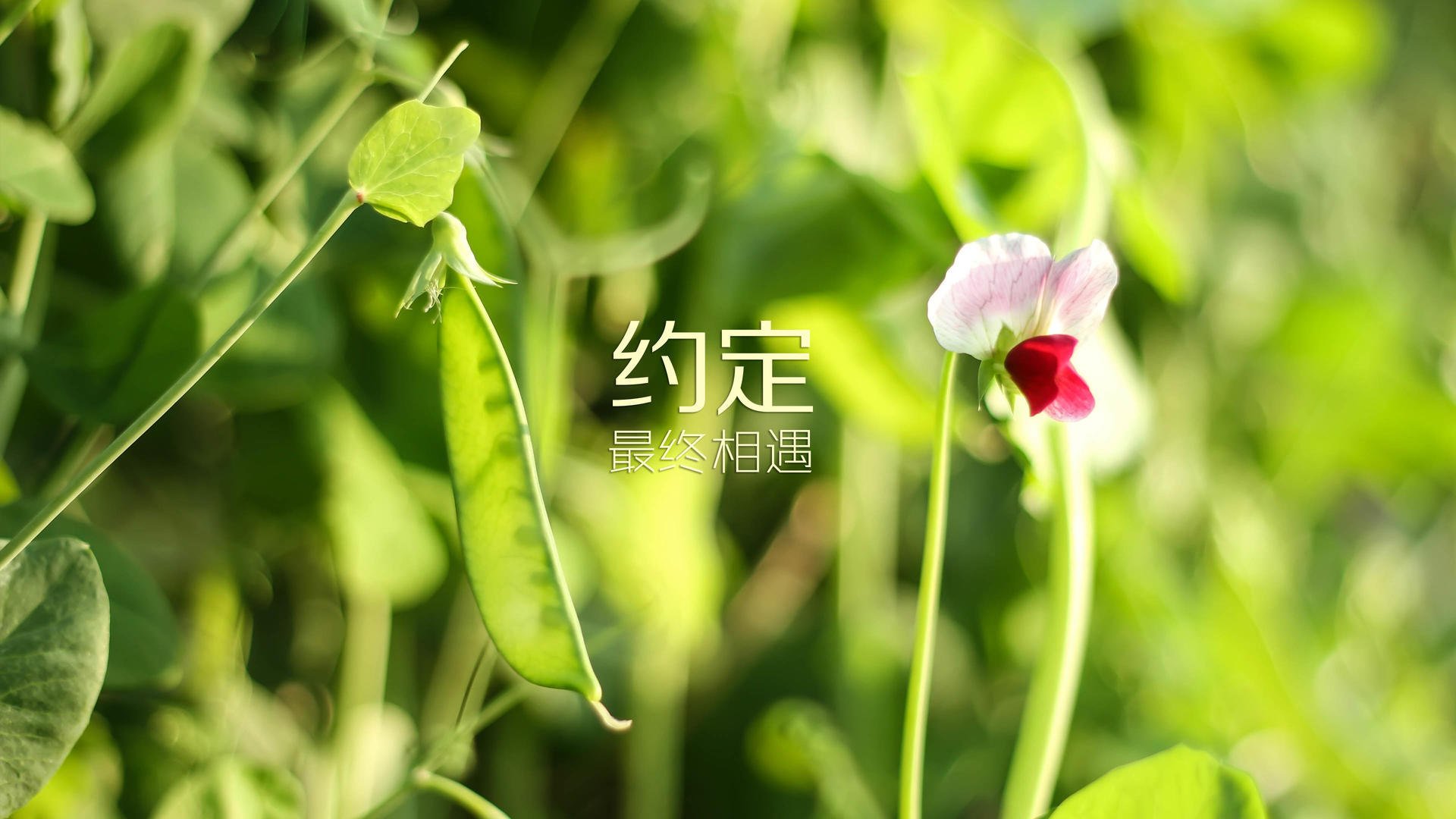 地域因素如何描述