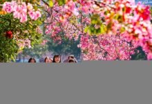 攀枝花服务器显卡价格比较与购买建议 (攀枝花本地的网站)-虎跃云资讯网